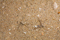Running crab spider (Philodromus fallax) two camouflaged on sand dune, UK