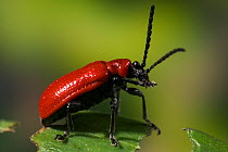 Scarlet lily leaf beetle {Lilioceris lilii} feeding on lily leaf, introduced to Britain and a pest for those who grow lilies, UK