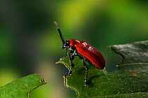 Scarlet lily leaf beetle {Lilioceris lilii} feeding on lily leaf, introduced to Britain and a pest for those who grow lilies, UK