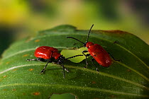 Scarlet lily leaf beetle {Lilioceris lilii} two feeding on lily leaf, introduced to Britain and a pest for those who grow lilies, UK