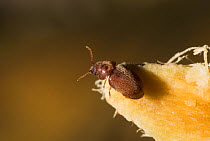 Bread / Drugstore beetle {Stegobium paniceum} UK