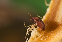 Bread / Drugstore beetle {Stegobium paniceum} UK