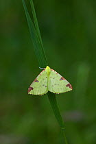Brimstone moth {Opisthograptis luteolata} UK