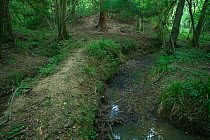Woodland damage caused by deer. Note the bare ground depleted of vegetation and the slots in the soft earth at the stream crossing in the foreground. Sussex, UK