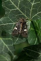 Dot moth {Melanchra persicariae} on ivy leaf, UK