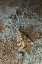 Dusky sallow moth {Eremobia ochroleuca} camouflaged against lichen, UK