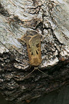 Heart and dart moth {Agrotis exclamationis} UK