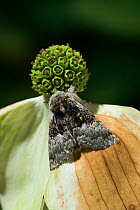 Nut tree tussock moth {Colocasia coryli} UK