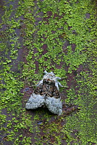 Nut tree tussock moth {Colocasia coryli} UK