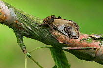 Pebble prominent moth {Notodonta ziczac} UK