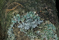Peppered moth {Biston betularia} camouflaged on tree trunk against lichen, UK