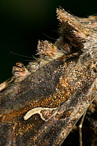 Close up of Silver Y on wing of Silver Y moth {Plusia / Autographa gamma} UK
