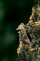 Silver Y moth {Plusia / Autographa gamma} camouflaged on tree trunk, UK