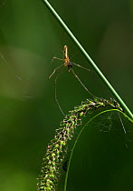 Slender orb weaver spider (Tetragnatha extensa) UK