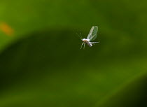 Woolly aphid {Aphioidea} in flight, UK
