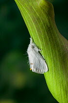 Yellow-tail moth {Euproctis similis} UK