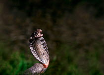 Egyptian cobra {Naja haje} preparing to strike