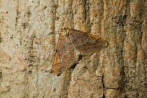 Winter moth {Operaphtera brumata} camouflaged on tree trunk, UK
