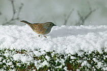 Dunnock {Prunella modularis} in snow, UK