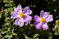 Two Rock rose flowers {Cistus sp} Cyprus