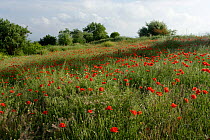 Meadow with flowering poppies, Cyprus
