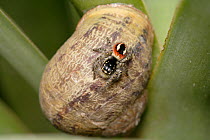 Jumping spider {Philaeus sp} on snail shell, Cyprus, Salticidae