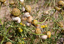 Large number of snails aestivating on Mayweed plant, Cyprus