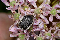 Apple blossom beetle / flower chafer {Tropinota / Epicometis hirta} on allium flower, Cyprus