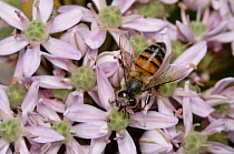 Honey bee {Apis mellifera} on allium flower, Cyprus