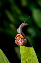 Brown lipped / Grove banded snail {Cepaea nemoralis} feeling around, UK