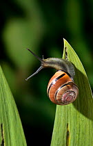 Brown lipped / Grove banded snail {Cepaea nemoralis} UK