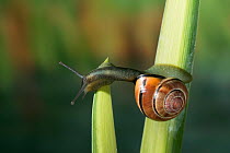 Brown lipped / Grove banded snail {Cepaea nemoralis} crossing from one leaf to another, UK