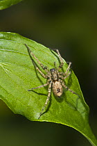 Buzzing spider (Anyphaena accentuata) on leaf, UK, Male prodes an audible buzz by vibrating its abdomen against leaf to attract mate, Anyphaenidae