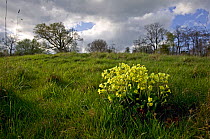 Cowslips {Primula veris} flowering in field, Sussex, UK