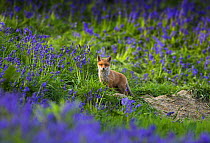 Red fox cub {Vulpes vulpes} among bluebells, Sussex, UK