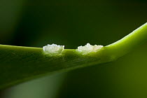 Scale insects {Coccoidea} on plant leaf, UK