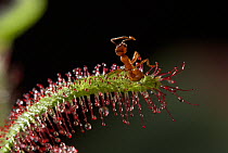 Ant caught on Sundew plant {Drosera sp} UK