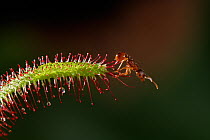 Ant caught on Sundew plant {Drosera sp} UK