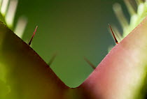 Venus flytrap {Dionaea muscipula} showing trigger hairs for catching flies,