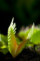 Venus flytrap {Dionaea muscipula} showing trigger hairs for catching flies,