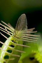 Fly trapped in Venus flytrap {Dionaea muscipula}