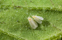 Whitefly {Aleyrodidae} greenhouse pest, UK