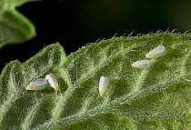 Whitefly {Aleyrodidae} greenhouse pest, UK