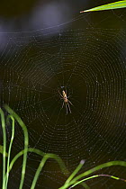 Slender orb weaver / Long jawed spider {Tetragnatha extensa} on fresh web built at water's edge, UK, Araneidae