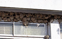 House martin {Delichon urbicum} nesting colony under eaves of house, Cyprus