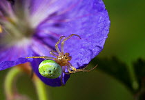 Spider {Araniella cucurbitina} on Iris flower, UK, Araneidae