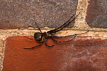 Cave spider (Meta menardi) UK, Araneidae