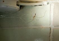 Daddy long legs spider (Pholcus phalangioides) on web in damp conditions in house, UK, Pholcidae