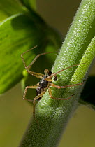 Running crab spider (Philodromus dispar) male, UK, Philodromidae