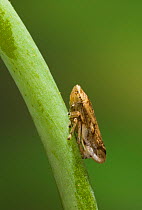 Froghopper {Cercophidae} on plant stem, UK
